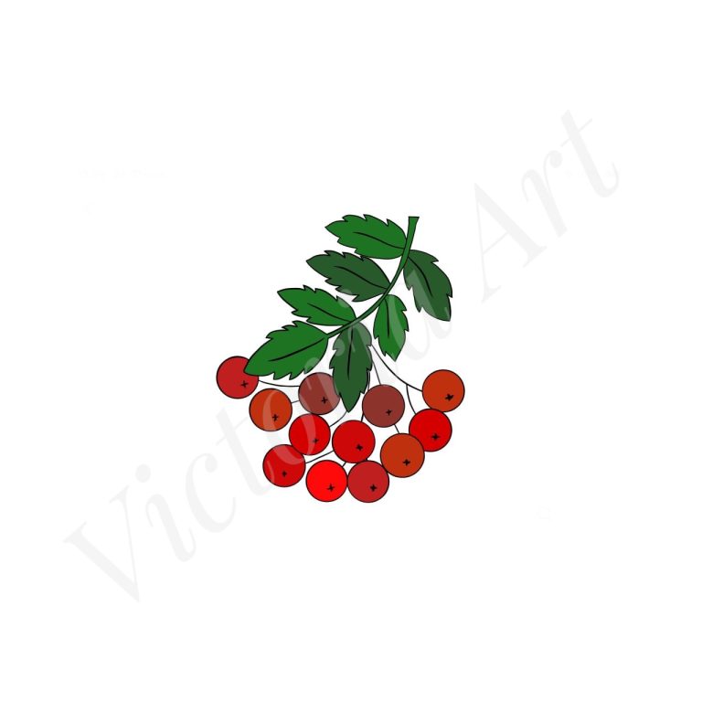 Guelder Rose